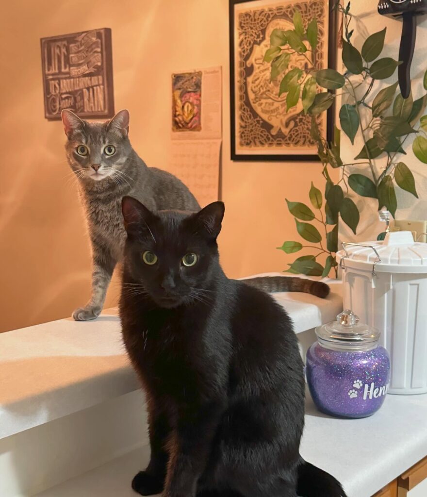 Two cats sitting together.