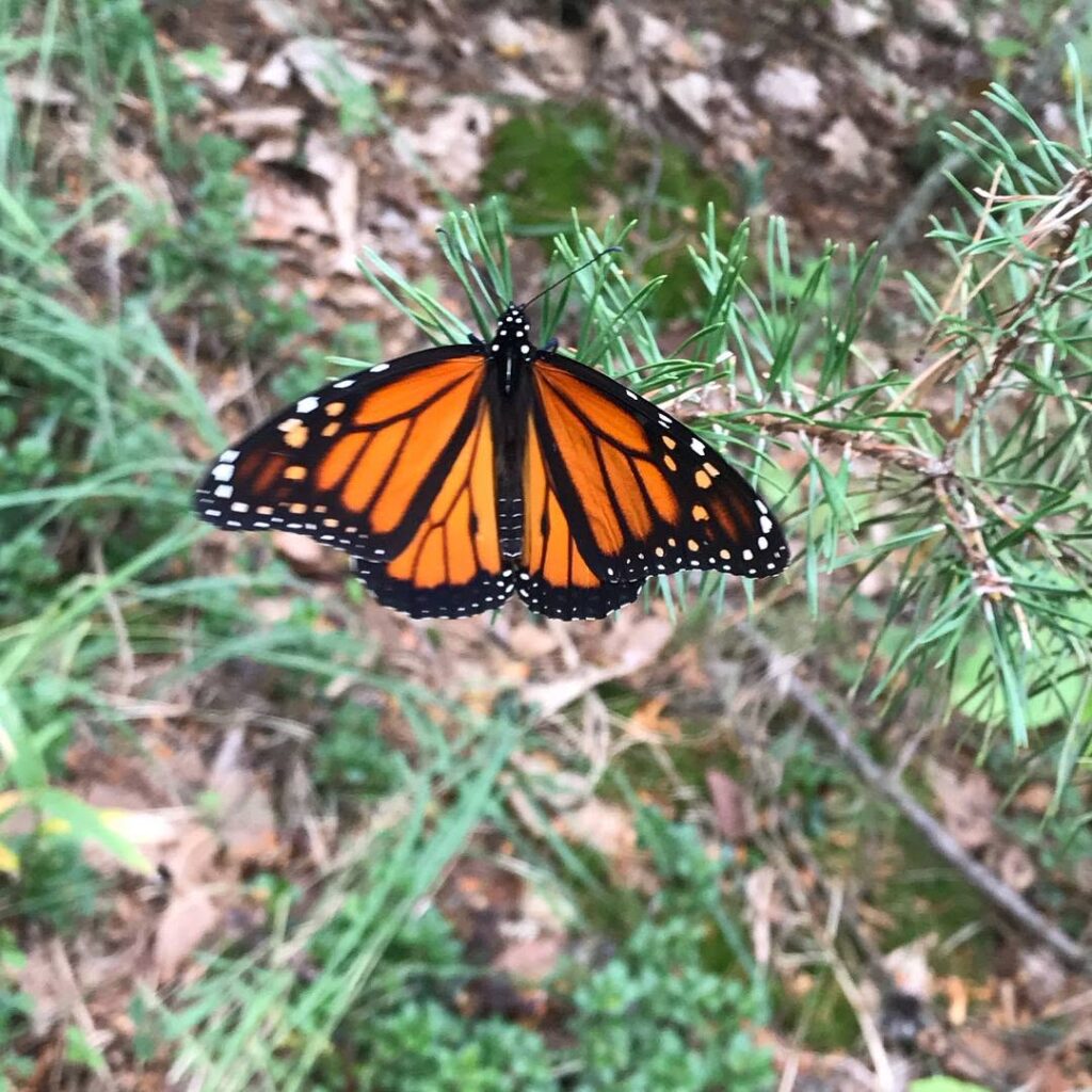 A monarch butterfly sitting in the grass.